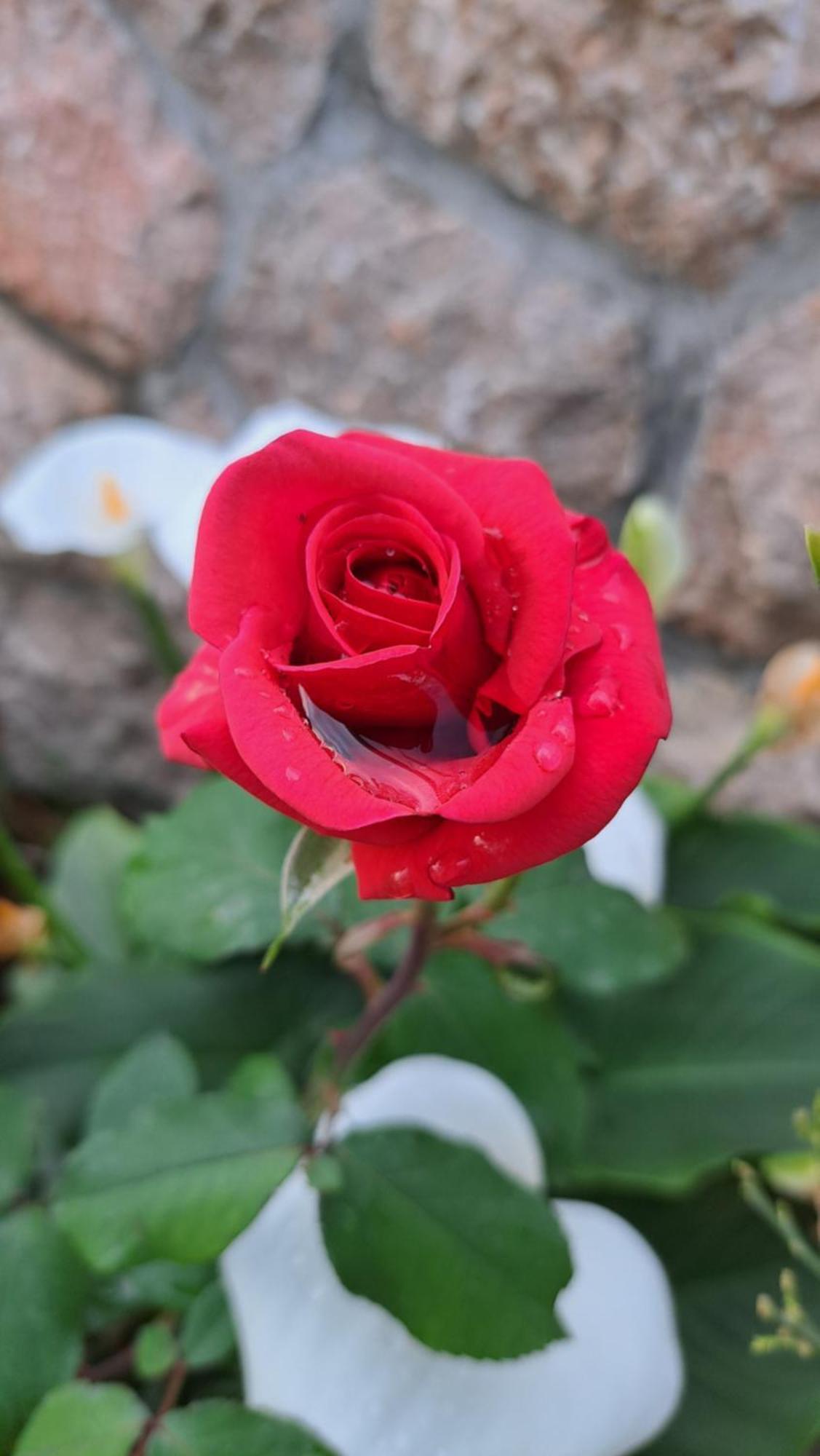 Apartmani Tomic Seline Exteriér fotografie